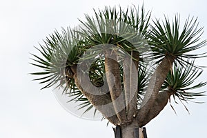 Dracena Dracon Tree in Canary Island, Tenerife. Endemic subtropical flora photo