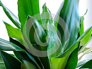 Dracena Fragrans green leaves close up