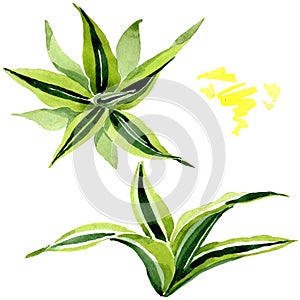 Dracena green leaves. Leaf plant floral foliage. Watercolor background set. Isolated dracena illustration element.