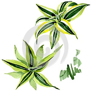 Dracena green leaves. Leaf plant floral foliage. Watercolor background set. Isolated dracena illustration element.