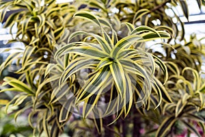 Dracena grows in a tropical greenhouse. Decorative flowers.