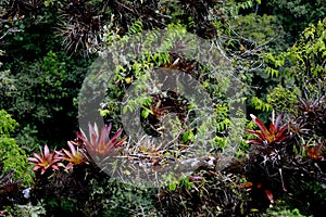 Dracena of the jungle of the Amazon