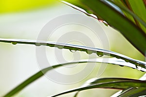 Dracena leaves with Water Droplets