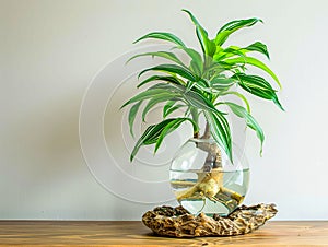 Dracena lucky bamboo growing in glass vase with water