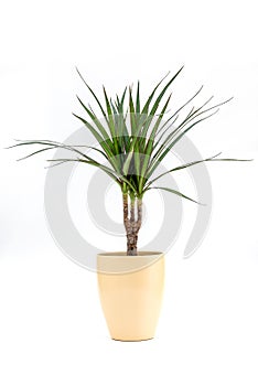 Dracena Marginata or Dragon Tree Plant in flowerpot on white background