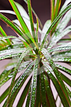 Dracena marginata with water drops