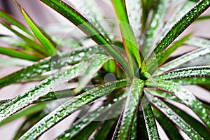 Dracena marginata with water drops