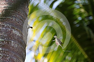 Draco lizards flying or gliding in rainforests in Thailand