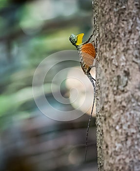 Draco volans Lizards