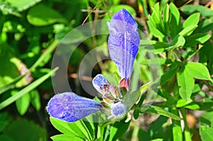 Dracocephalum charkeviczii Prob. family Lamiaceae. The dragonhead of Kharkevich in the bay of Akhlestyshev on the island of Russ