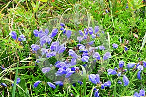 Dracocephalum charkeviczii Prob. family Lamiaceae. The dragonhead of Kharkevich in the bay of Akhlestyshev on the island of Russ