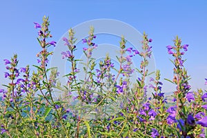 Dracocephalum moldavica