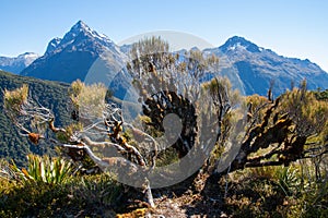 Dracophyllum longifolium, Inaka or Dragon Leaf alpine plant grass tree photo