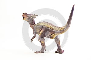 Dracorex , dinosaur on white background
