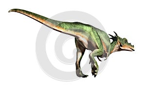 Dracorex No Background