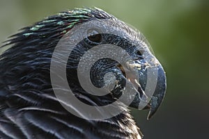 dracula parrot portrait