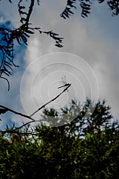 Dradonfly silhouette and blue sky. Dragonfly is an insect belonging to the order Odonata, infraorder Anisoptera.