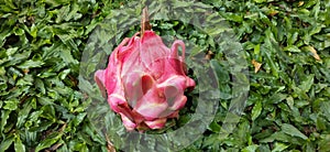 drafon fruit in the green grass