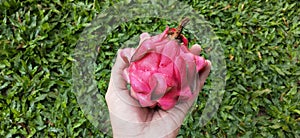 dragon fruit in the green grass