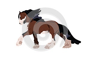 Draft draught heavy horse of Shire breed. Carthorse, work stallion walking. Purebred steed with feathering on legs, mane