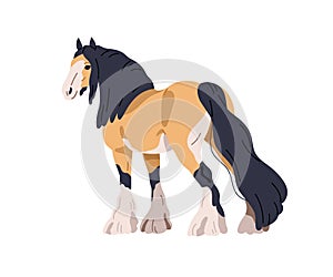 Draft draught heavy horse. Work stallion, tinker, gypsy cob breed. Purebred steed, equine animal with feathering on legs