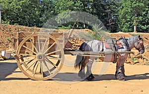 Draft horse