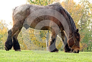 Draft horse