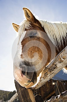 Draft horse.