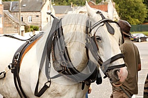 Draft horse