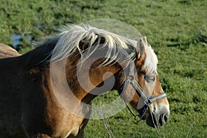 Draft Horse