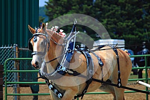 Draft Horse