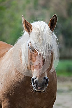 Draft horse, comtois horse, long hair