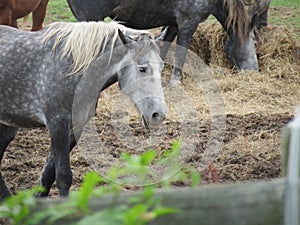 Draft horse eating hay.