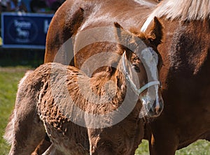 Draft horse foal