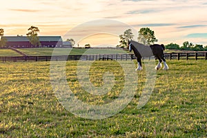 Draft horse gelding on a horse farm