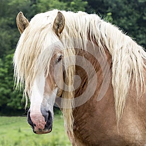 Draft horse head square