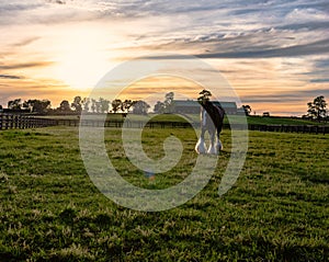 Draft horse on a Kentucky horse farm