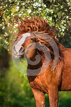 Draft horse with long mane