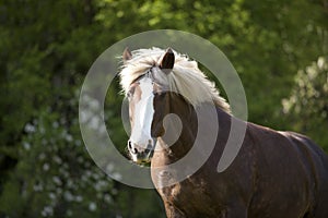 Black forest coldblood Draft Horse portrait