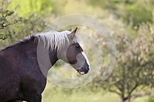 Black forest Draft Horse portrait