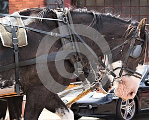 Draft Horse Pulling Cart