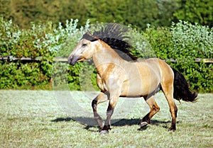 Draft horse runs gallop on the meadow