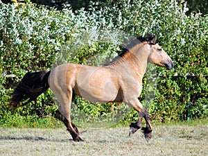 Draft horse runs gallop on the meadow