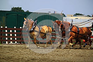 Draft Horse Show Drill