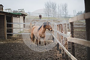 Draft horse standing in mud in paddock in autumn