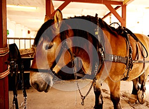 Draft horse standing in a stable