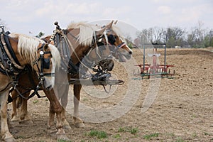 Draft Horse Trio with Plow