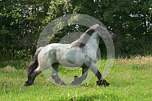 Draft horse in a trot