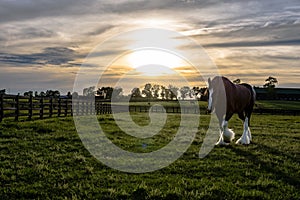 Draft horse walking with sun flare