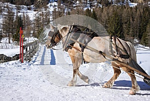 Draft horse photo